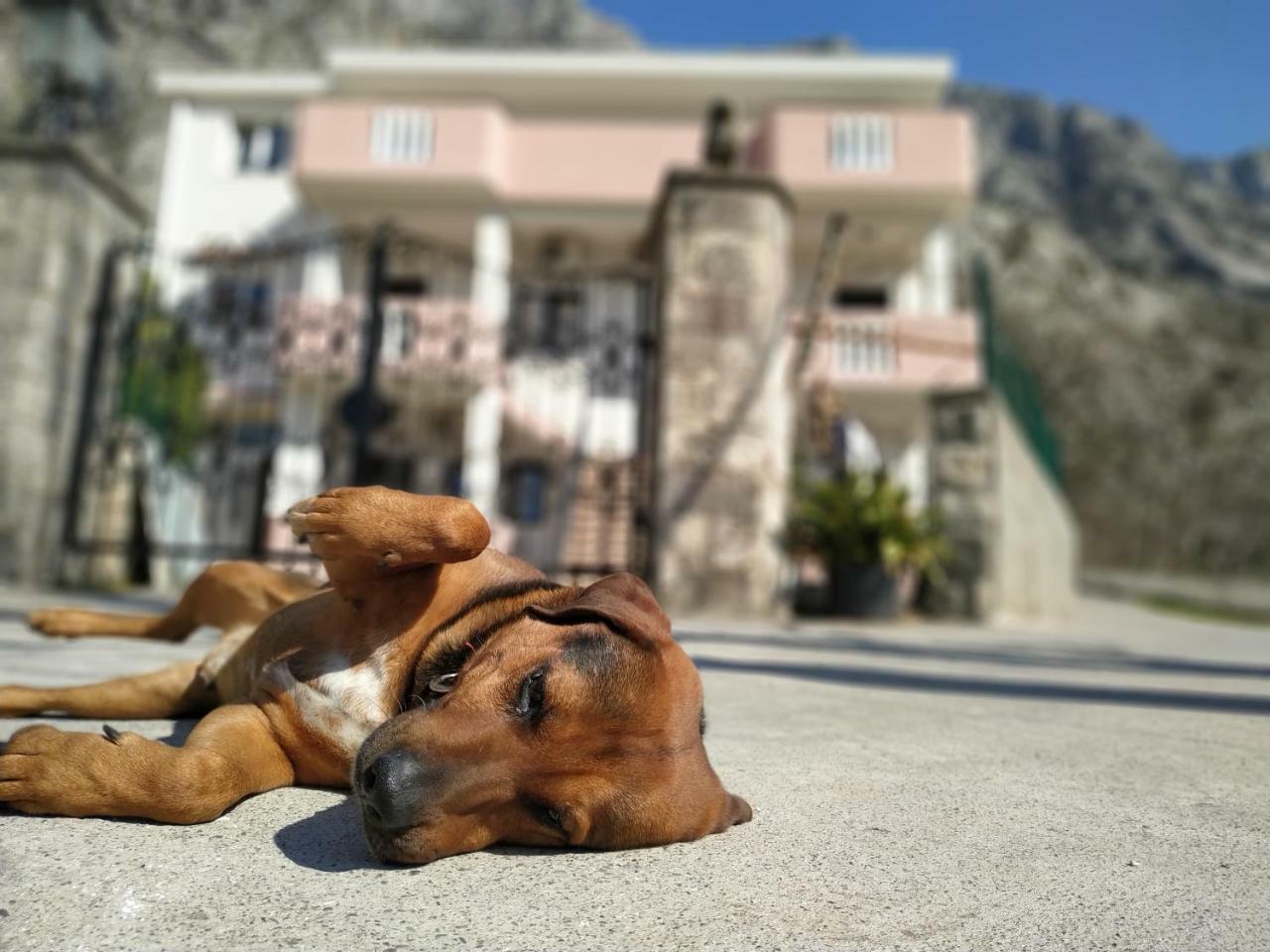 Apartments Dakovic M Kotor Exterior foto